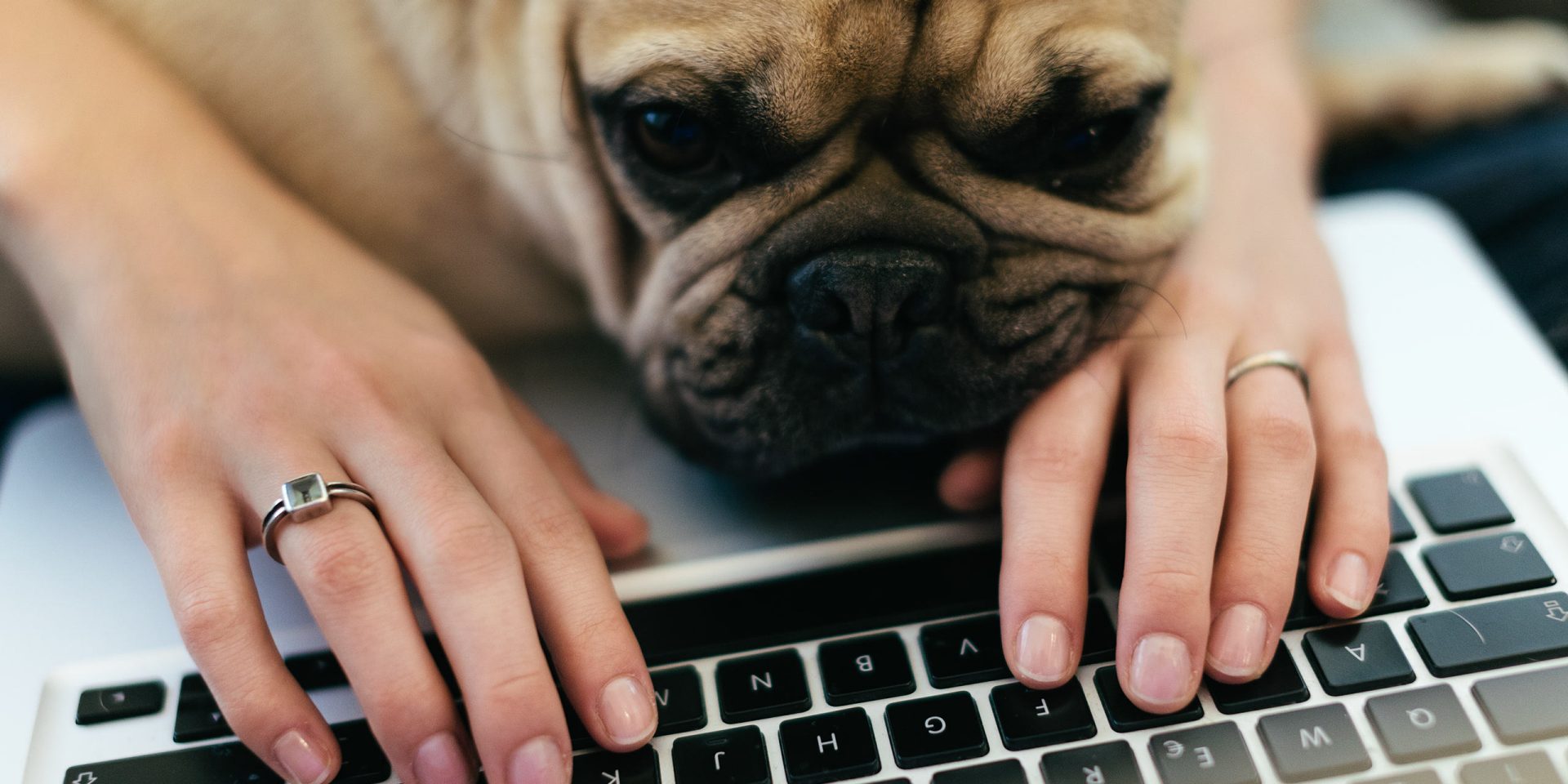 Eine Person und ihr Mops tippen eine Beschwerde ein.