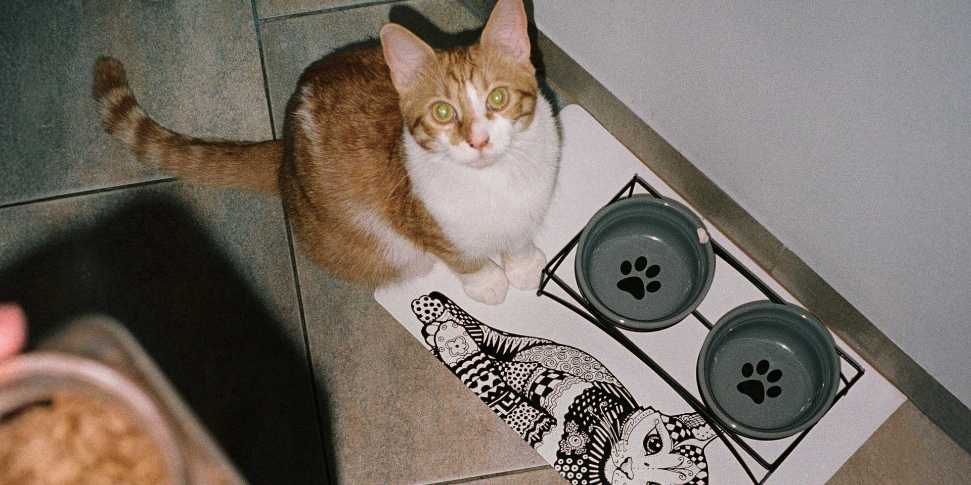 Katze sitzt an einem leeren Napf und wartet auf Futter. Symboldbild für "dispokredit".