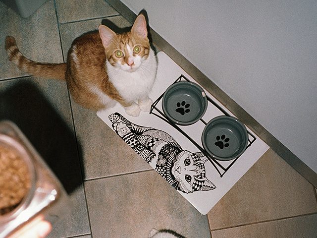 Mehr zum Dispokredit