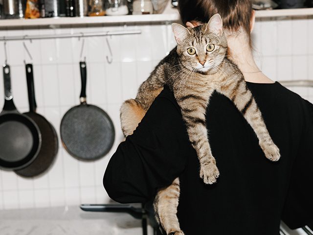 Mehr zu Haushaltsbuch